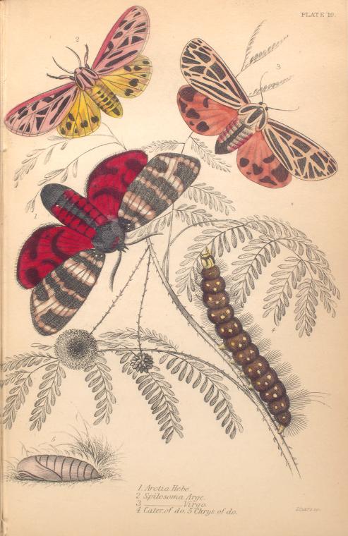 mariposas-exoticas-11
