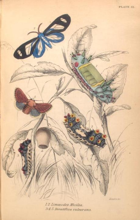 mariposas-exoticas-9